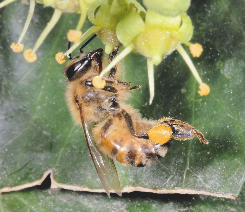 Ape acrobata
